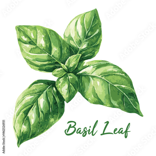 basil leaf in watercolor illustration style, isolated vector on white background