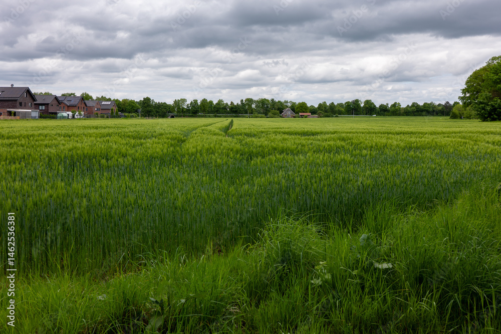 Fototapeta premium green field and blue sky
