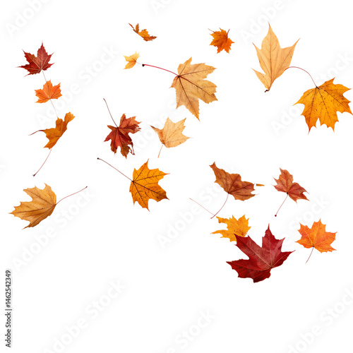 Autumn Leaves Falling – Scattered Transparent Background PNG

