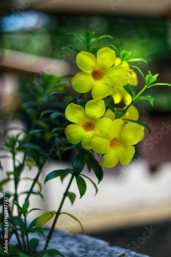 Wallpaper Mural a cluster of vibrant yellow Allamanda flowers, also known as Allamanda cathartica or Golden Trumpet Torontodigital.ca