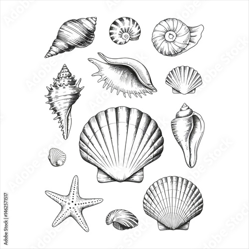 Detailed monochrome pencil drawings of a seashell collection with marine biology and coastal study elements