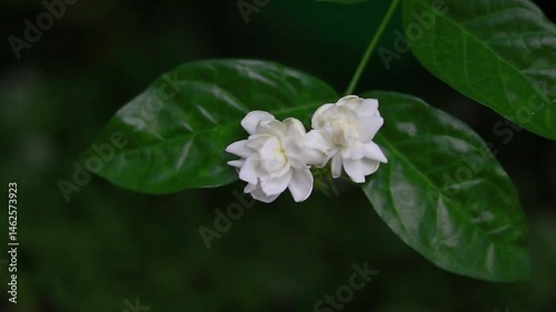 Wallpaper Mural shows two delicate Jasmine flowers (likely Jasminum sambac, also known as Arabian jasmine) blooming on a green leafy stem Torontodigital.ca
