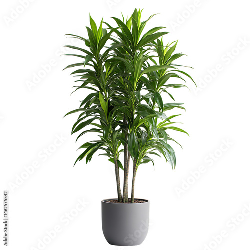 A Tall Potted Dracaena Plant with Long Narrow Green Leaves Isolated on Transparent Background