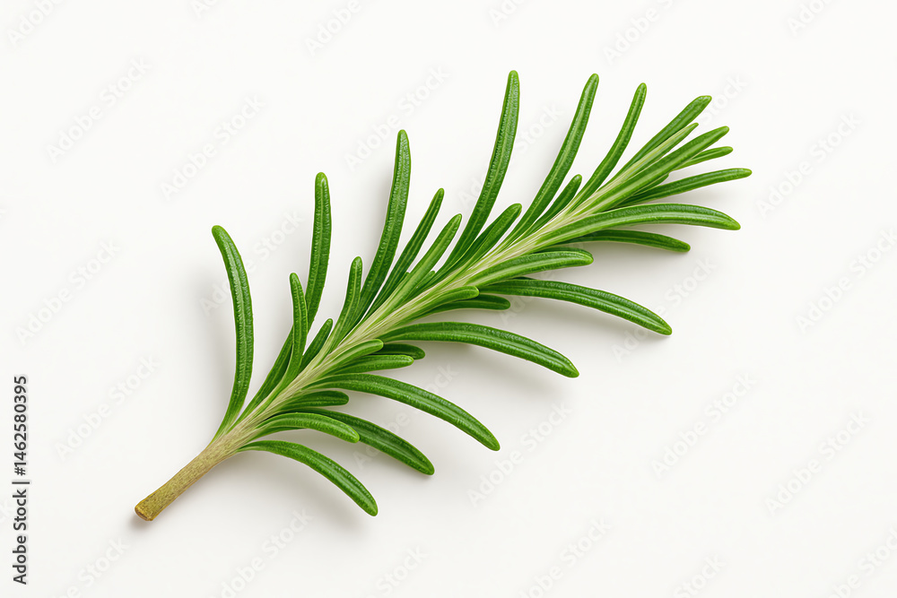 Fototapeta premium A fresh sprig of rosemary on a clean, white background. This aromatic herb is popular in cooking for its distinctive flavor and fragrance. Perfect for culinary or botanical themes.