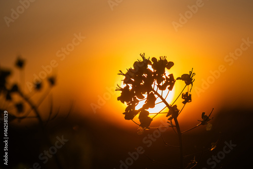 Rapeseed Brassica napus, known as rape field mustard and oilseed  bright-yellow flower with sun setting behind