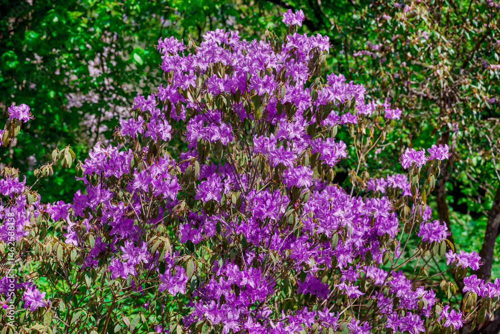 Beautiful rhododendrons spring flowers in the park Beautiful rhododendrons spring flowers in the park