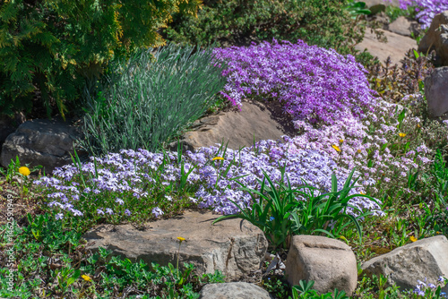 Schilderij op canvas Pink and violet phlox subulate flowers in rock garden
