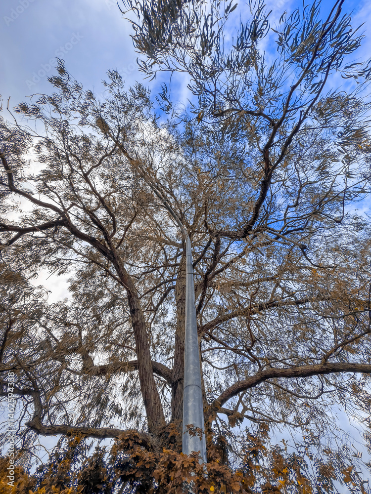 Fototapeta premium Photograph looking up through the branches and leaves of a large tree that is growing around a roadside light pole in the Blue Mountains in NSW, Australia.