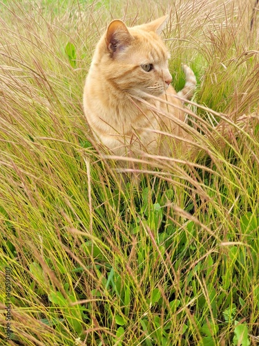 cat in grass