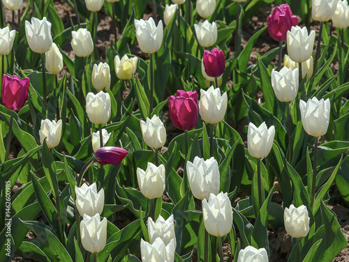Many white tulips, and among them a few purple tulips