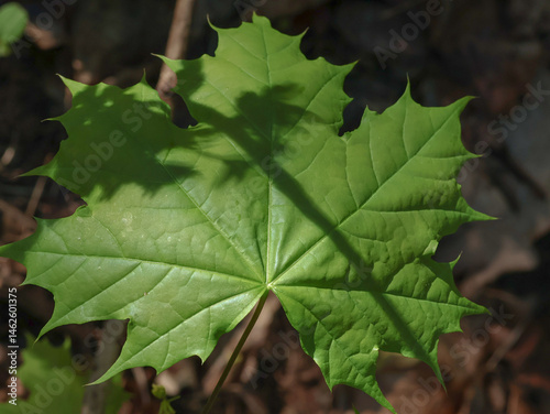 A large green maple leaf, in a quiet corner of the forest