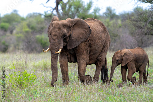 mother and child. Female elephant with her calf walking in Kruger National Park in South Africa