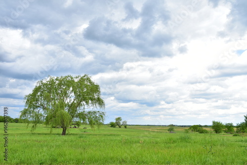 Fototapeta Naklejka Na Ścianę i Meble -  Clouds Over a Weeping Willow Tree and Grass in a Farm Field