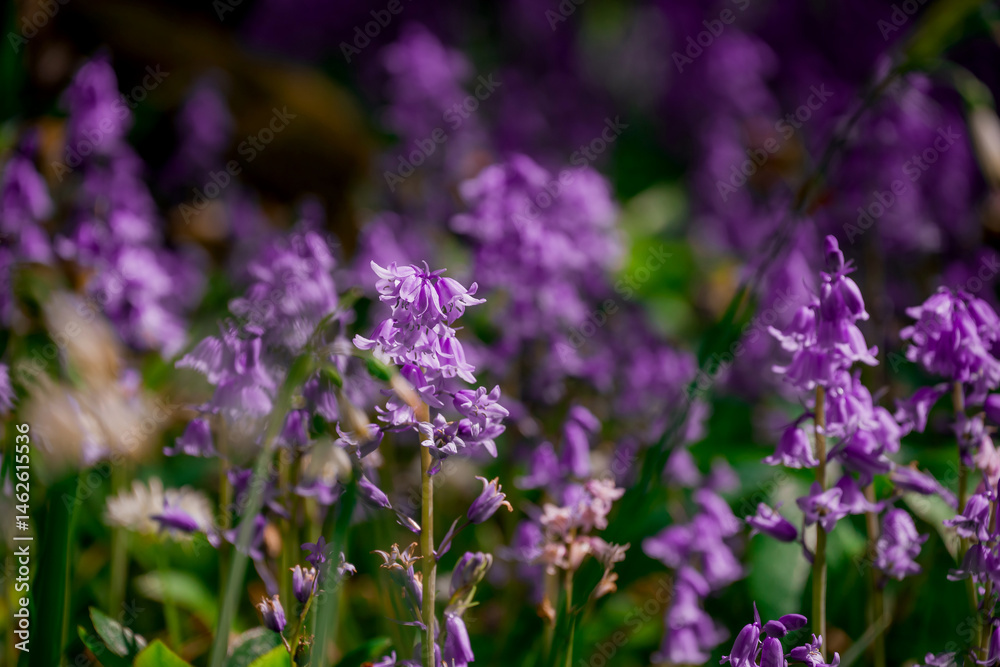 Obraz premium Beautiful spring flowers growing in garden