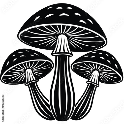 mushrooms in the grass