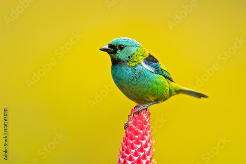The green-headed tanager (Tangara seledon) is a brightly colored bird found in the Atlantic forest in south-eastern Brazil, far eastern Paraguay, and far north-eastern Argentina (Misiones only). 