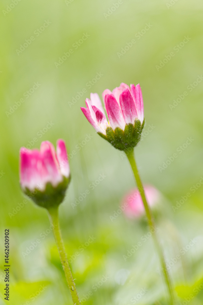 Obraz premium close up of a pink flowe upright, pink Bellis perennis vertical, lonely daisy flower on the meadow, pink daisy, blossom of daisies, beautiful meadow with white blossoms