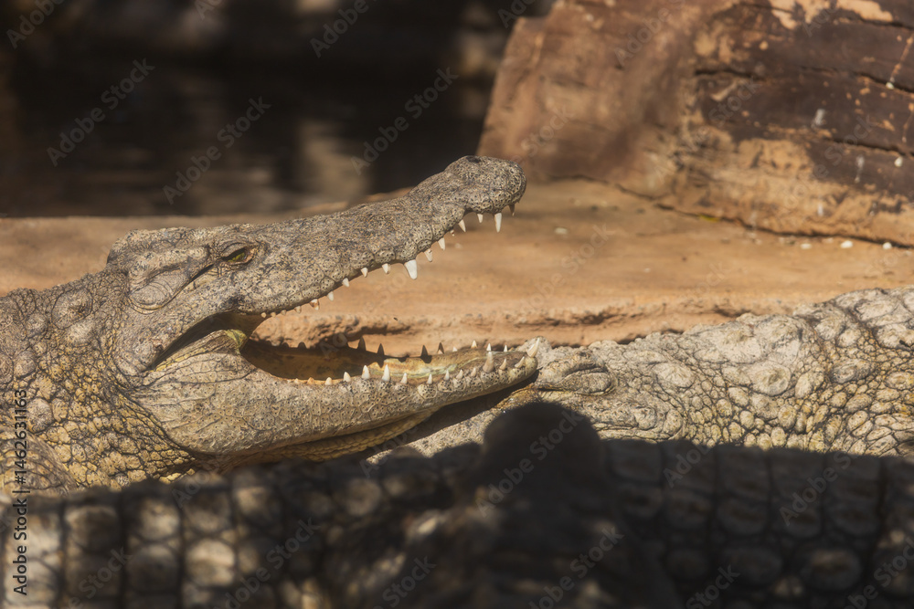 Fototapeta premium Crocodile in the zoo park on the island of Gran Canaria Spain
