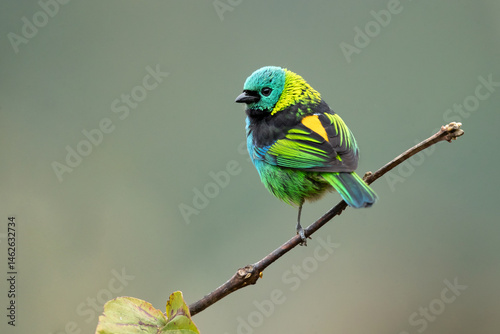 The green-headed tanager (Tangara seledon) is a brightly colored bird found in the Atlantic forest in south-eastern Brazil, far eastern Paraguay, and far north-eastern Argentina (Misiones only). 