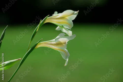 Fototapeta Naklejka Na Ścianę i Meble -  Beautiful spring flowers growing in garden