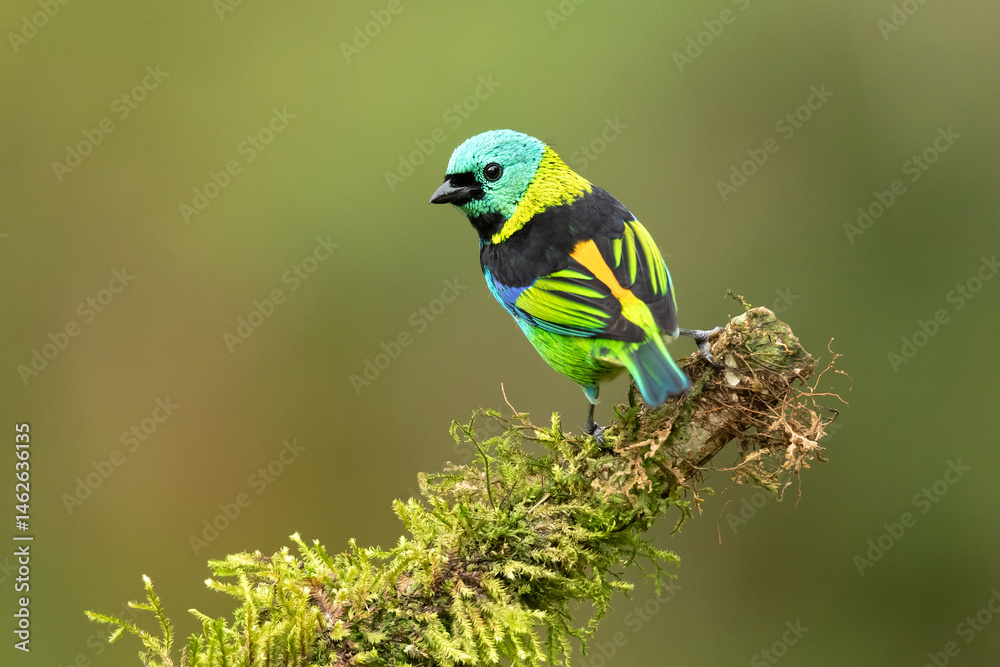 Fototapeta premium The green-headed tanager (Tangara seledon) is a brightly colored bird found in the Atlantic forest in south-eastern Brazil, far eastern Paraguay, and far north-eastern Argentina (Misiones only). 