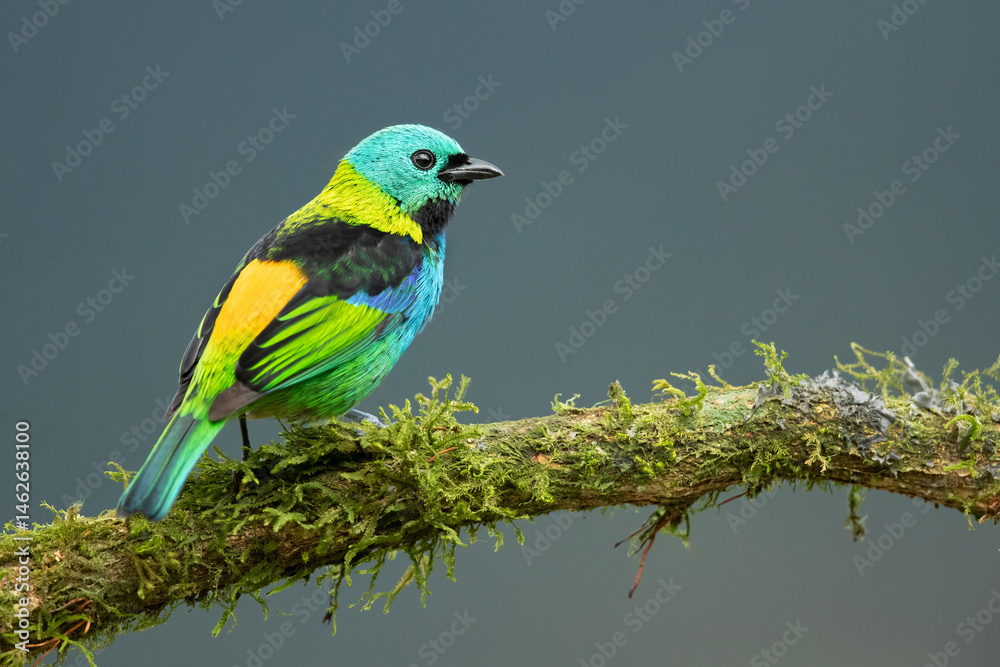Fototapeta premium The green-headed tanager (Tangara seledon) is a brightly colored bird found in the Atlantic forest in south-eastern Brazil, far eastern Paraguay, and far north-eastern Argentina (Misiones only).