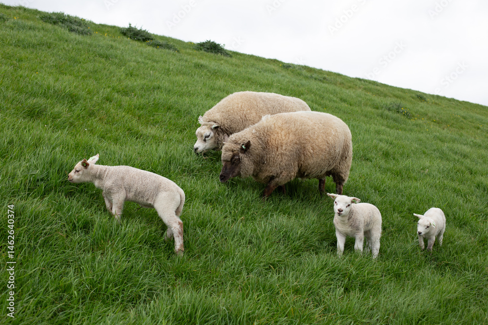 Obraz premium Sheep grazing in green pastures. Adult sheep and baby lambs feeding in lush meadows.