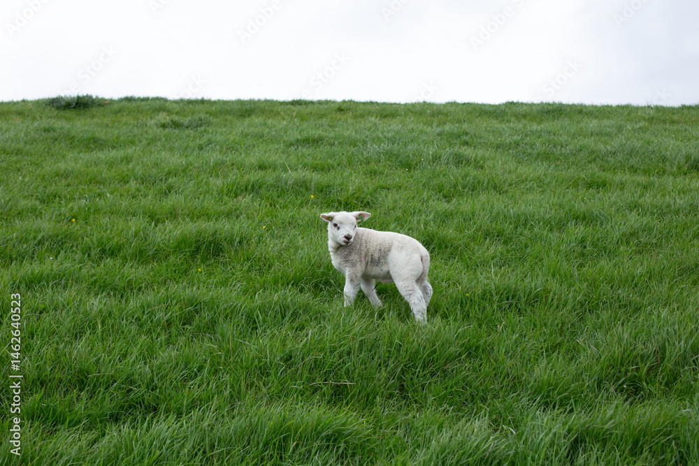 Obraz premium cute little lamb on fresh spring green meadow during sunrise
