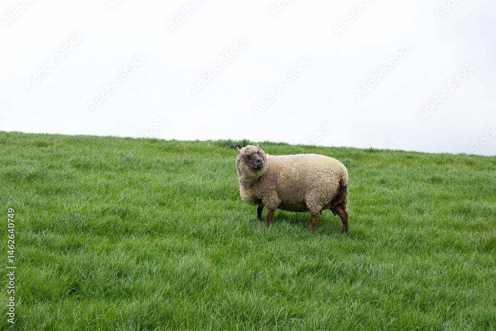 Obraz premium cute sheep on a farm outdoor selective focus