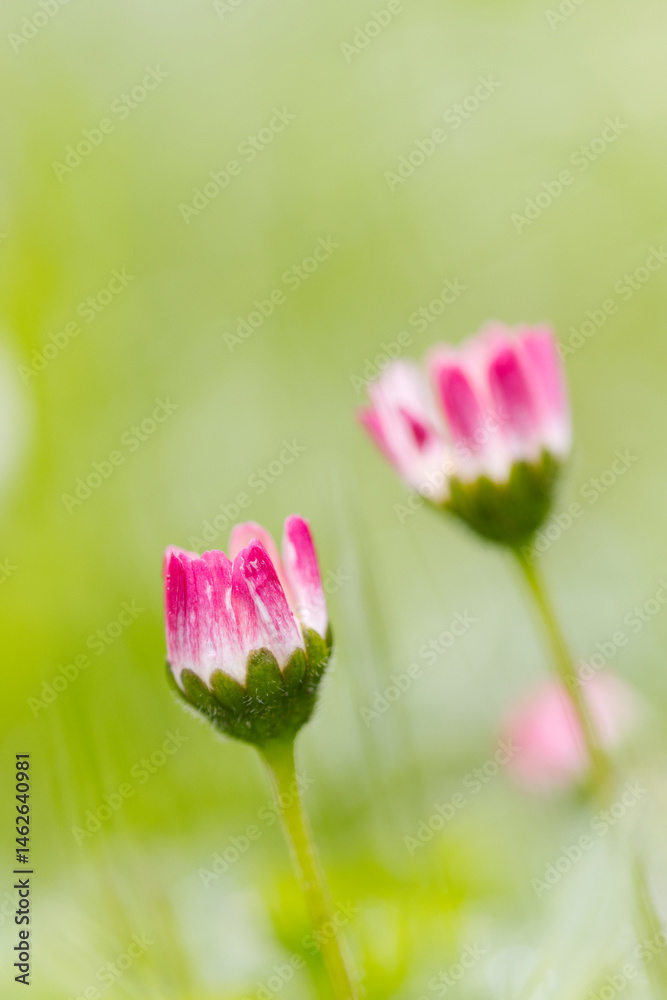 Obraz premium close up of pink daisy vertical, pink Bellis perennis, daisy flower upright on the meadow, pink daisy upright, blossom of daisies vertical, beautiful meadow with blossoms