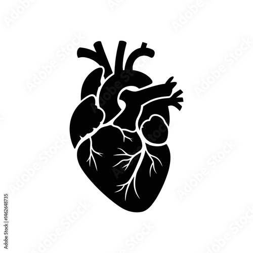 Anatomy of Heart Silhouette: A stylized silhouette of a human heart, showcasing the intricate network of vessels and chambers, representing the essence of life, health, and the human body.