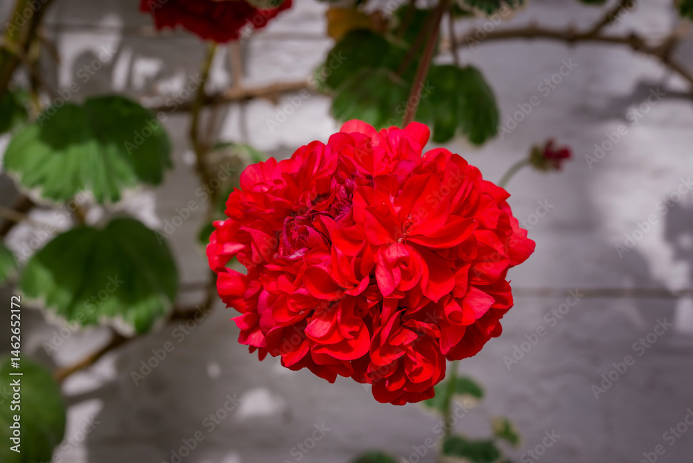 Spring flowers on natural background Spring flowers on natural background