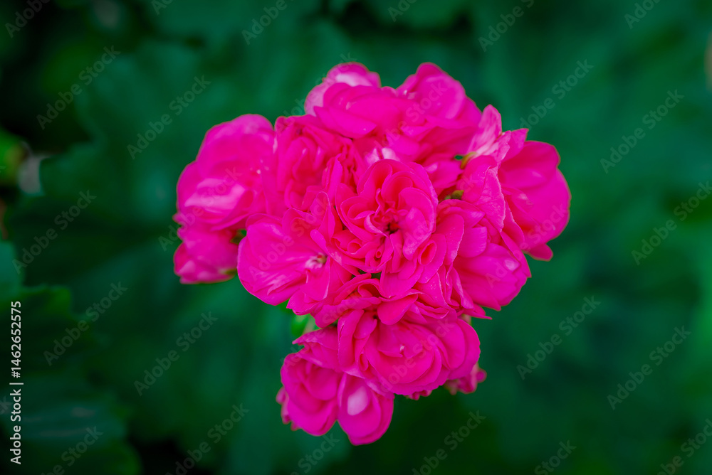 Fototapeta premium Spring flowers on natural background