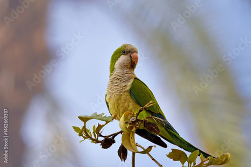 A closeup shot of a green monk parakeet bird, Myiopsitta monachus, sitting on a branch against a blurred blue sky. Taken in Andalusia, Spain. 
