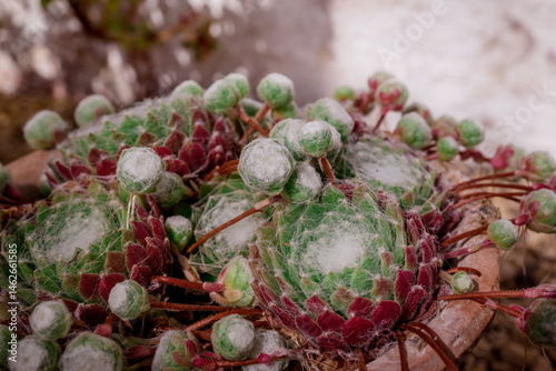 Spring flowers on natural background