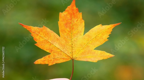 red maple leaf