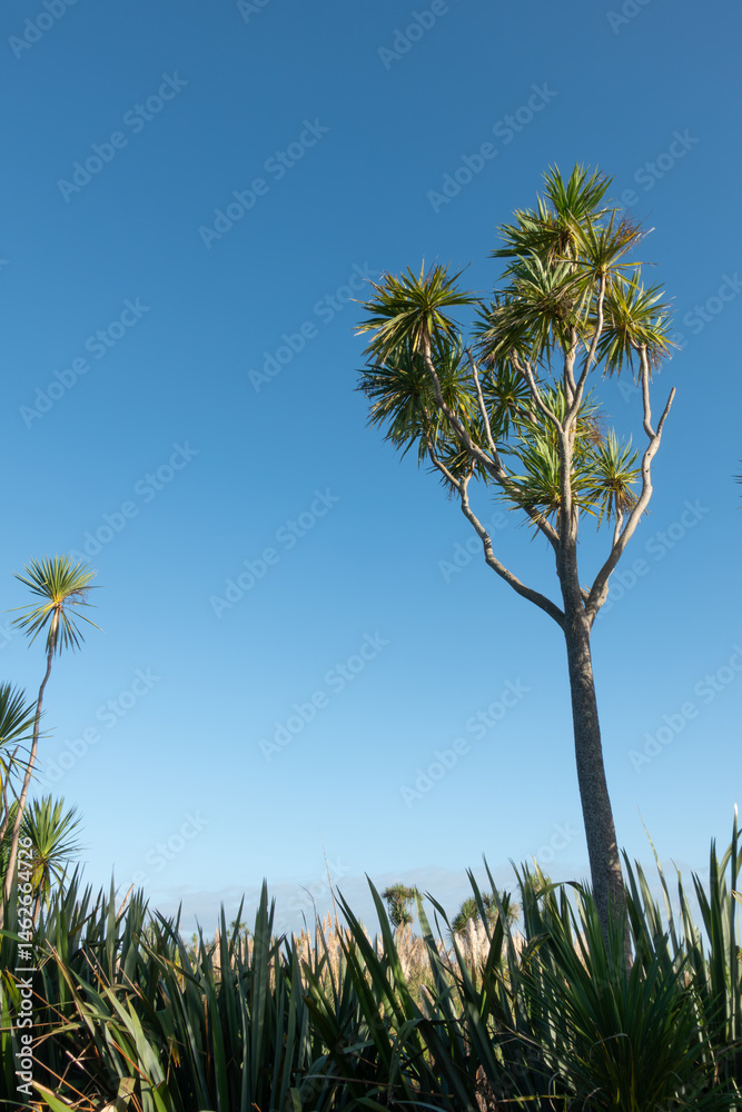 Fototapeta premium Natures vegetation in wetland