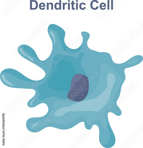 Also known as dendritic cell or accessory cells of immune system phagocytosis and antigen presentation. Anatomy, biology, science concept vector illustration.