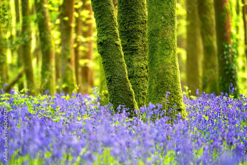 bluebell wood with green trees 