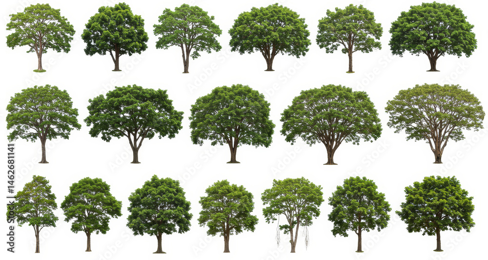 Fototapeta premium Diverse Green Trees Collection - A vibrant collection of lush, green trees, symbolizing nature, growth, strength, peace, and renewal. Perfect for design projects