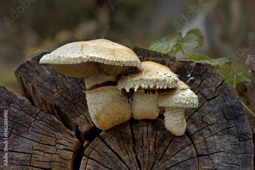 Group of three poplar fungus growing on deadwood, Pholiota populnea, mycology, nature photo photo