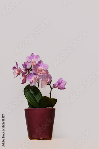 Wallpaper Mural pink orchid flower in pot Torontodigital.ca