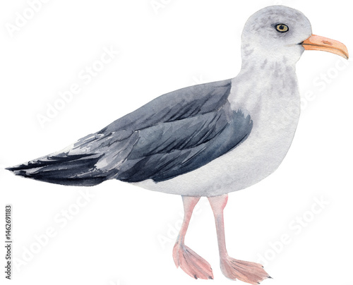 A soft and realistic watercolor illustration of a seagull, showcasing its graceful posture and delicate feathers. This serene artwork captures the essence of coastal life, evoking feelings of tranquil