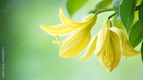yellow flower on green background