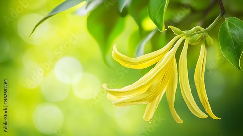 yellow tulip on green background