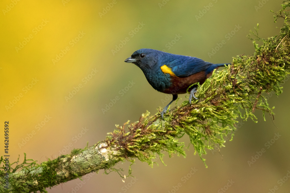 Fototapeta premium The chestnut-bellied euphonia (Euphonia pectoralis) is a species of bird in the family Fringillidae. It was formerly placed with the related Thraupidae. It is found in Argentina, Brazil, and Paraguay.