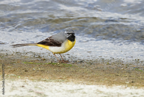 A male Grey Wagtail, Motacilla cinerea, feeding along the edge of a reservoir.