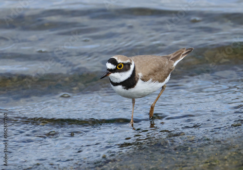 A Little Ringed Plover, Charadrius dubius, feeding along the edge of a reservoir.