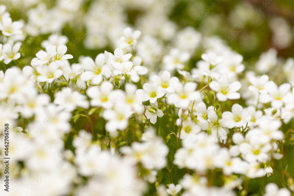 Border of white cosmos flower in cosmos field in garden with blurry background Border of white cosmos flower in cosmos field in garden with blurry background