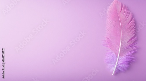 Soft pink feather on pale purple background minimalist design element